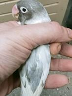 Prachtige agapornis personata slaty grijs, Dieren en Toebehoren, Vogels | Parkieten en Papegaaien, Mannelijk, Dwergpapegaai of Agapornis