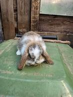 Duitse hangoor konijn, Dieren en Toebehoren, Konijnen, Geslacht onbekend, Hangoor