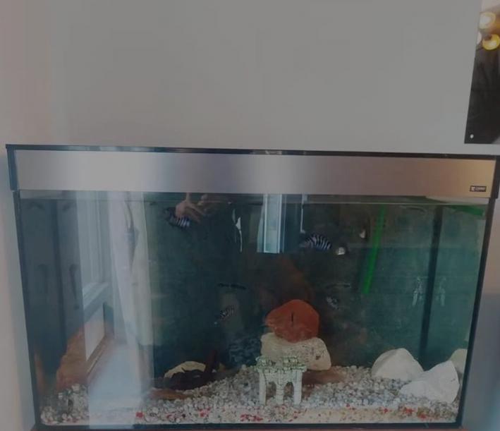 Ciano aquarium 100cm 60 cm hoog, Dieren en Toebehoren, Vissen | Aquaria en Toebehoren, Ophalen of Verzenden