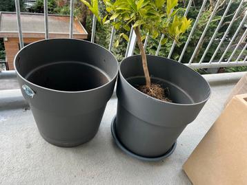 Elho Bloempotten 40cm - 2 stuks + schaal beschikbaar voor biedingen