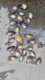 20 zoet water mossels