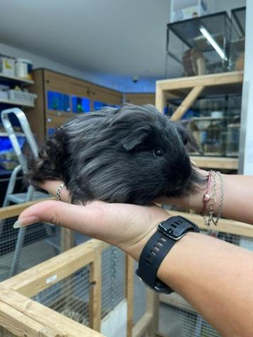 Te koop super leuke jonge cavia's mannetjes en vrouwtje beschikbaar voor biedingen