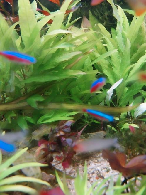 10 kardinaal tetras voor €12,50, Dieren en Toebehoren, Vissen | Aquariumvissen, Vis