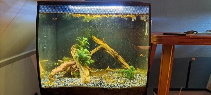 Fluval flex 34l, Dieren en Toebehoren, Vissen | Aquaria en Toebehoren, Zo goed als nieuw, Gevuld zoetwateraquarium, Ophalen