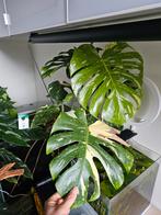 Monstera Thai Constellation - Zeldzame kamerplant, Tuin en Terras, Planten | Tuinplanten, Ophalen, Vaste plant, Bloeit niet, Halfschaduw