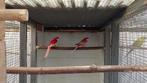KwKoppels rosellas en jonge kakariki, Dieren en Toebehoren, Vogels | Parkieten en Papegaaien, Meerdere dieren, Parkiet, Geringd