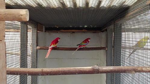 KwKoppels rosellas en jonge kakariki, Dieren en Toebehoren, Vogels | Parkieten en Papegaaien, Parkiet, Meerdere dieren, Geringd