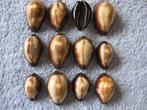 Schelpen: Cypraea onyx L f++/gem 25-35mm+, Verzenden, Schelp(en)