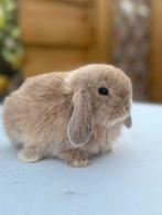 Super knap en mega lief klein Minilop ram! 🐰🩵🇩🇰🇩🇪, Mannelijk, Dwerg