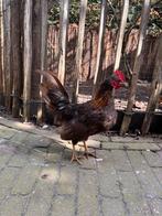 Serama haantjes, Dieren en Toebehoren, Mannelijk, Kip