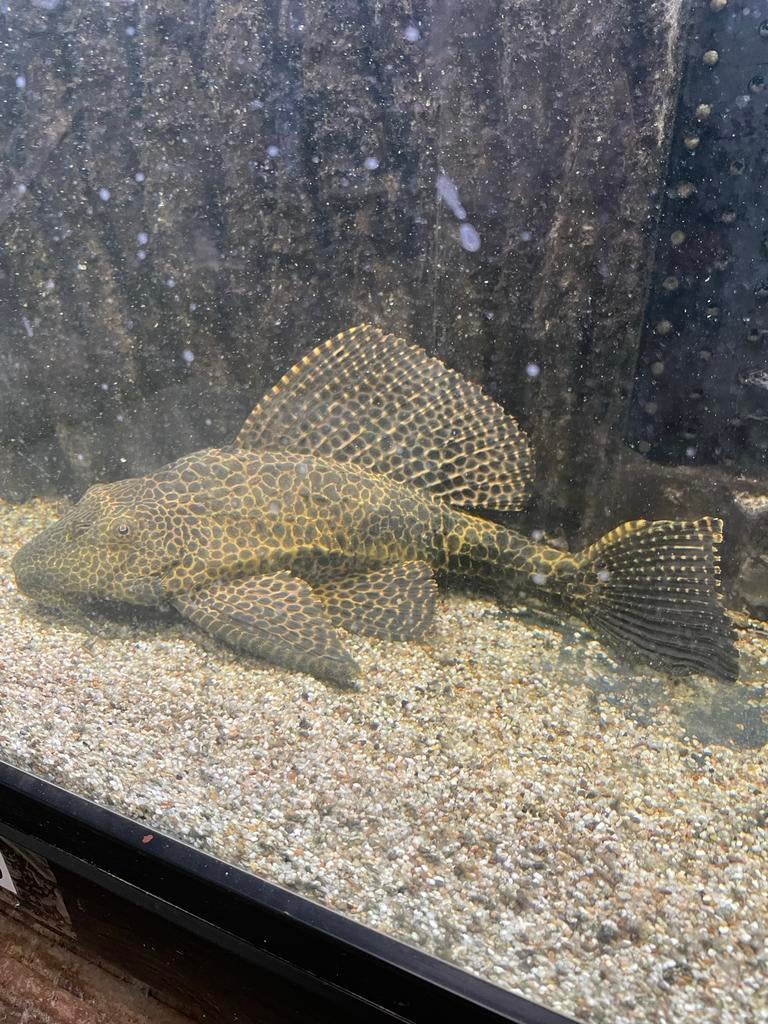 Pleco hi fin+- 30cm, Dieren en Toebehoren, Vissen | Aquariumvissen, Vis