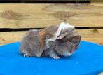 Twee schattige jonge Peruvian Cavia’s, Dieren en Toebehoren, Knaagdieren, Cavia, Januari, Meerdere dieren, Tam