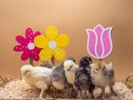 Brahma kuikens groot soort, hennetjes, gesekst en ingeënt, Dieren en Toebehoren, Pluimvee, Vrouwelijk, Kip