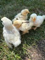Nog enkele USA zijdehoen choco mottled kuikens beschikbaar, Dieren en Toebehoren, Pluimvee, Geslacht onbekend, Kip