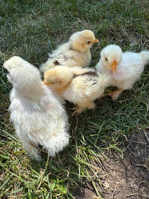 Nog enkele USA zijdehoen choco mottled kuikens beschikbaar, Dieren en Toebehoren, Pluimvee, Kip, Geslacht onbekend