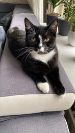 Kat gratis ophalen, Dieren en Toebehoren, Katten en Kittens | Overige Katten, Kater