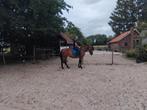 Lease pony, Dieren en Toebehoren, Ophalen of Verzenden, Nieuw