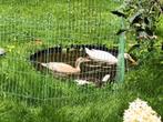 3 mooie Indische Loopeenden, 2 vrouw, 1 man, Dieren en Toebehoren, Pluimvee, Meerdere dieren, Eend