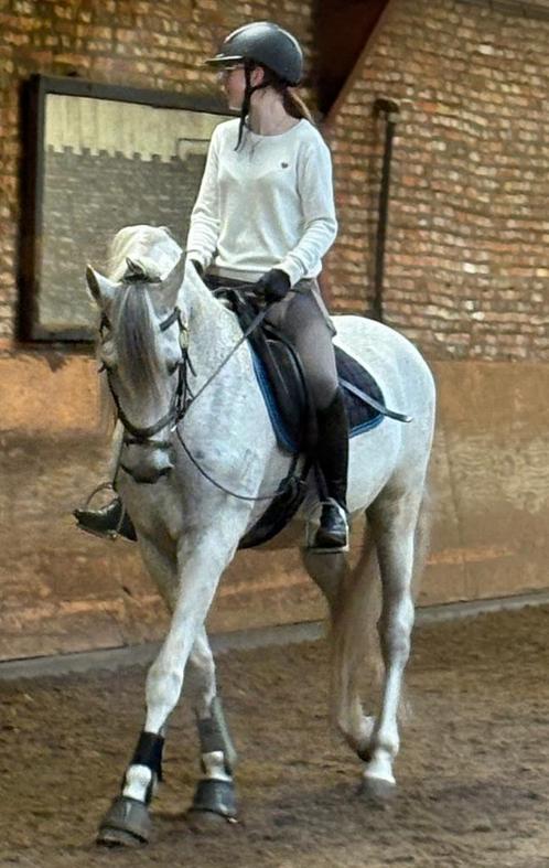 Bijrijder/verzorger aangeboden, Dieren en Toebehoren, Paarden en Pony's | Verzorgingsproducten, Zo goed als nieuw, Ophalen of Verzenden