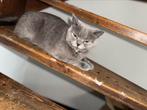 Britse korthaar, Dieren en Toebehoren, Katten en Kittens | Raskatten | Korthaar, Poes, Ontwormd