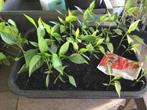 tomatenplantjes en spaanse peper, Ophalen, Volle zon, Groenteplanten, Eenjarig