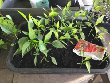 tomatenplantjes en spaanse peper beschikbaar voor biedingen