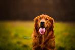 Gezocht, Golden retriever, België, Particulier, Reu