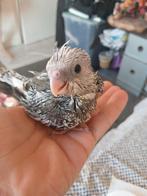 Baby valk parkietjes, Geslacht onbekend, Parkiet, Tam