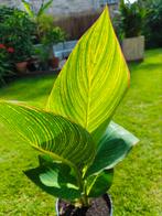 Canna Pretoria, Ophalen, Zomer, Overige soorten, Volle zon