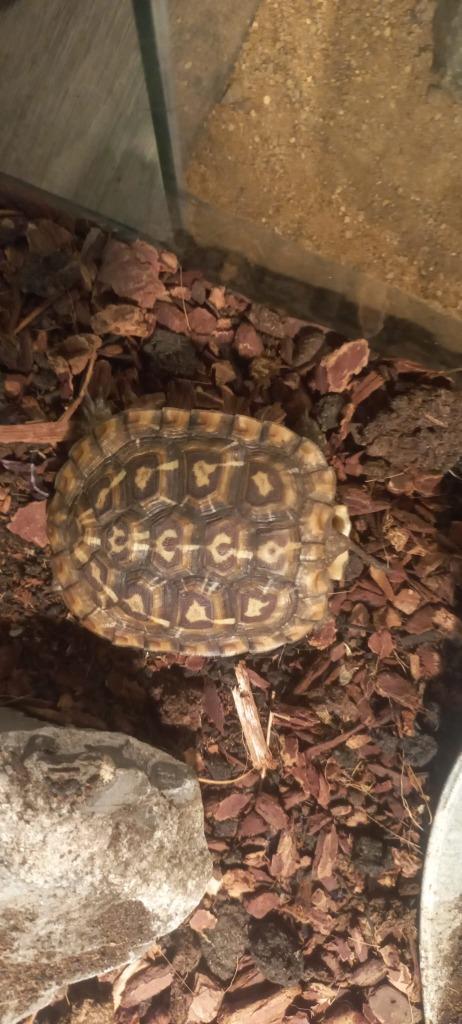 Malacochersus tornieri, Dieren en Toebehoren, Reptielen en Amfibieën, Schildpad, 0 tot 2 jaar