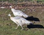Pauwen zwartvleugel, Dieren en Toebehoren, Pluimvee, Meerdere dieren, Overige soorten