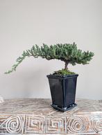 Juniperus Jeneverbes bonsai, Tuin en Terras, Planten | Tuinplanten, Ophalen of Verzenden, Overige soorten, Halfschaduw