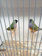 Diverse gouldamedine, Dieren en Toebehoren, Vogels | Overige Vogels, Meerdere dieren