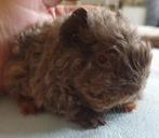 Lunkarya cavia beertjes, Dieren en Toebehoren, Cavia, Mannelijk, Tam, Oktober