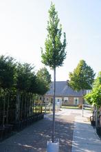 keukenlaurier laurus nobilis uniek als hoogstam boom, Ophalen, In pot, Volle zon, Overige soorten
