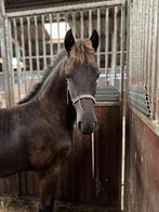 Te koop Fries hengstveulen vol papier, Dieren en Toebehoren, Paarden, Minder dan 160 cm, Gechipt, Niet van toepassing, 0 tot 2 jaar