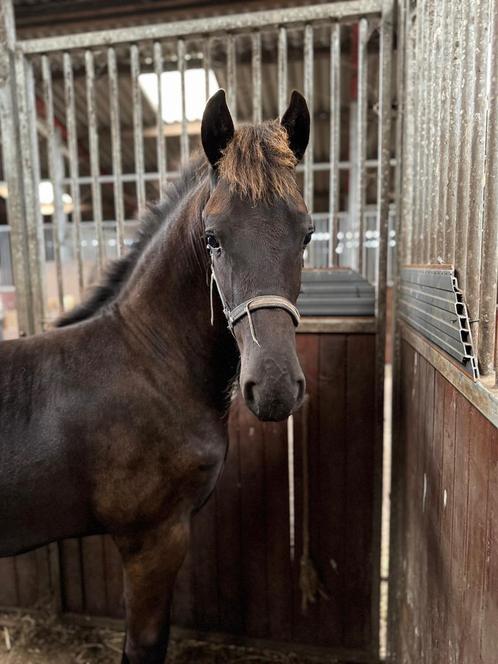 Te koop Fries hengstveulen vol papier, Dieren en Toebehoren, Paarden, Hengst, Niet van toepassing, Minder dan 160 cm, 0 tot 2 jaar