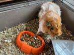 cavia's met kooi, Dieren en Toebehoren, Knaagdieren en Konijnen | Hokken en Kooien, Kooi, Gebruikt, Cavia, 75 tot 110 cm