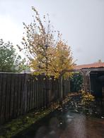 2 bomen gratis afhalen, Ophalen, Volle zon, Overige soorten