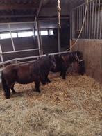 Twee  mooie Shetlander merries, Dieren en Toebehoren, Pony's, Merrie, A pony (tot 1.17m), Onbeleerd, Recreatiepony