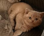 Prachtige Brits korthaar kittens beschikbaar, Meerdere dieren, Gechipt, 0 tot 2 jaar