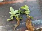 Aardbei Planten. Korona, Tuin en Terras, Ophalen of Verzenden, Overige soorten, Halfschaduw