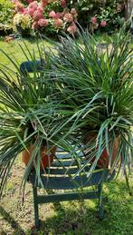 Carex planten, verschillende maten. Vanaf 2 euro, Ophalen