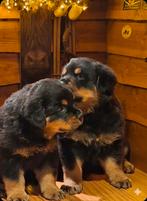Te koop super mooie/grove rottweiler pups, Reu, CDV (hondenziekte), 8 tot 15 weken, Bulldog