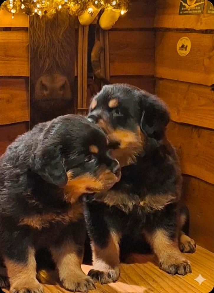 Te koop super mooie/grove rottweiler pups, Dieren en Toebehoren, Honden | Bulldogs, Pinschers en Molossers, Reu, Bulldog, Particulier
