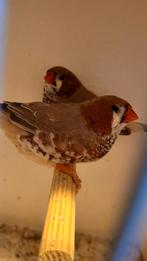 Zebravink Mannen Zwartborst Bruin, Dieren en Toebehoren, Vogels | Overige Vogels, Mannelijk, Tropenvogel, Geringd