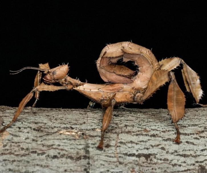 250 eitjes van de Australische flappentak | psg9, Dieren en Toebehoren, Insecten en Spinnen, Wandelende tak