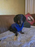 Staat ter dekking mooie dwerg teckel black and tan, Dieren en Toebehoren, Particulier, Rabiës (hondsdolheid), Reu, 1 tot 2 jaar