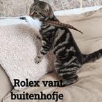 Ter dekking... black tabby