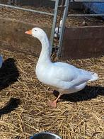 Witte gans man tekoop, Mannelijk, Gans of Zwaan